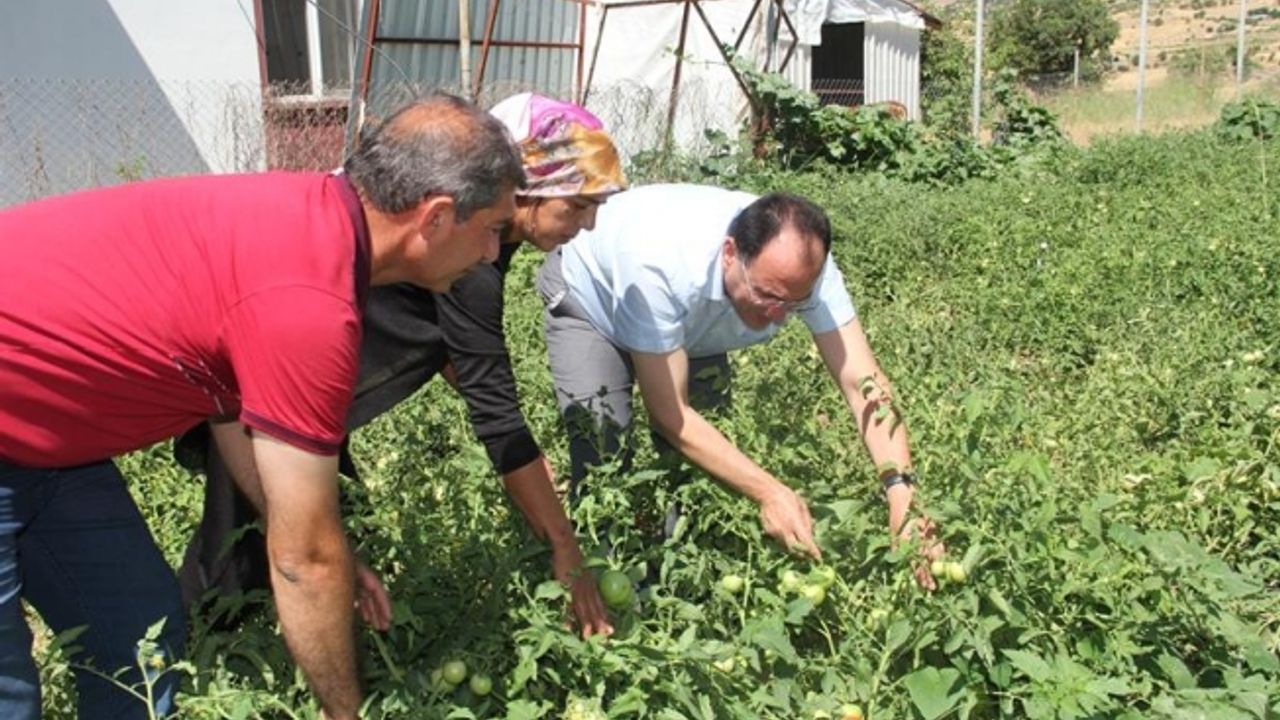 Tut’ta Sebze Üretimini Arttırmaya Yönelik Demonstrasyonlar