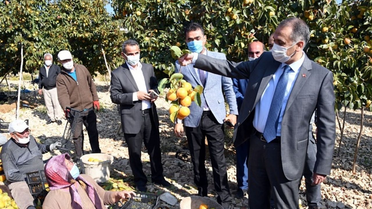 Vali Mahmut Çuhadar, Gölbaşı ilçesinde hurma hasadına katıldı