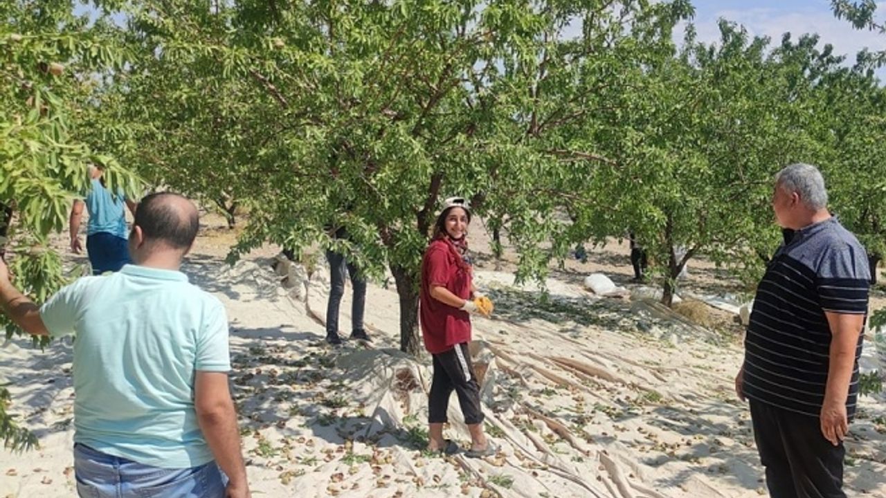 Türkiye’nin badem deposu Kahta'da hasat başladı