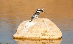 Adıyaman’da Alaca Yalı Çapkını Görüntülendi