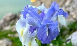 ‘Ayı Nevruzu’ Gerger’de çiçek açtı