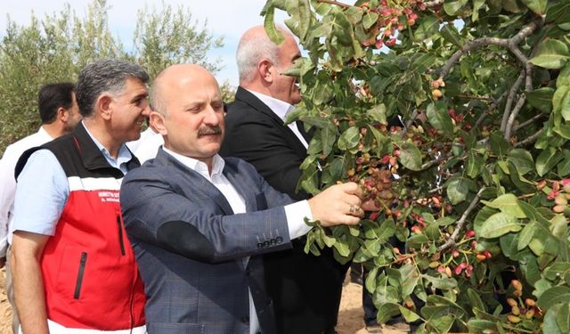 Vali Varol, fıstık hasadına katıldı