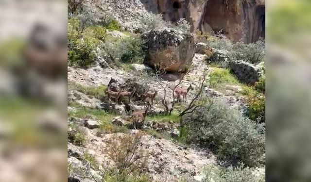 Sugözünde  dağ keçileri görüntülendi