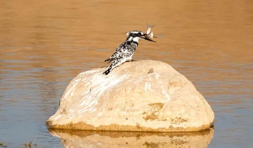 Adıyaman’da Alaca Yalı Çapkını Görüntülendi