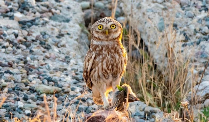 Sessiz Avcı Kukuma Baykuşu Adıyaman’da görüntülendi
