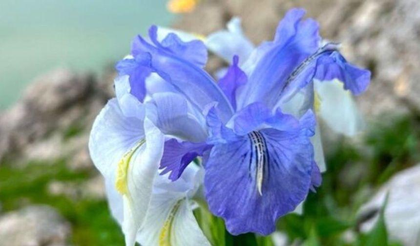 ‘Ayı Nevruzu’ Gerger’de çiçek açtı