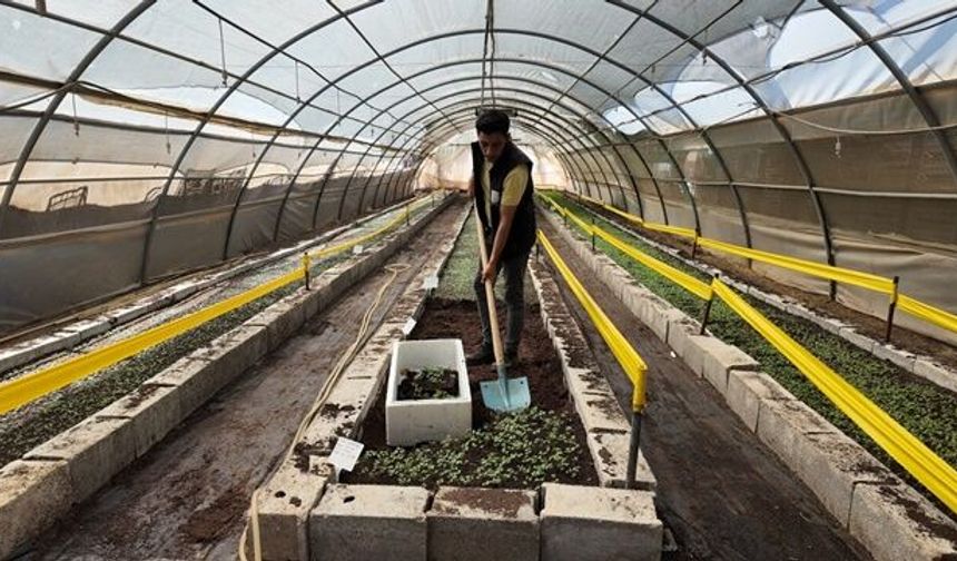 Şanlıurfa Büyükşehir kış için 500 bin çiçek üretecek